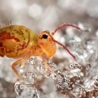 Globular Springtail in frost 